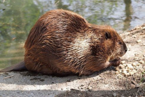 Herbivorous állatok (zúzás)